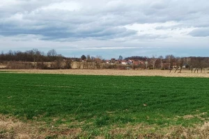 Primjetan ljulj u žitima, treba li ga već suzbijati i čime?