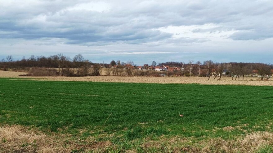 Primjetan ljulj u žitima, treba li ga već suzbijati i čime?