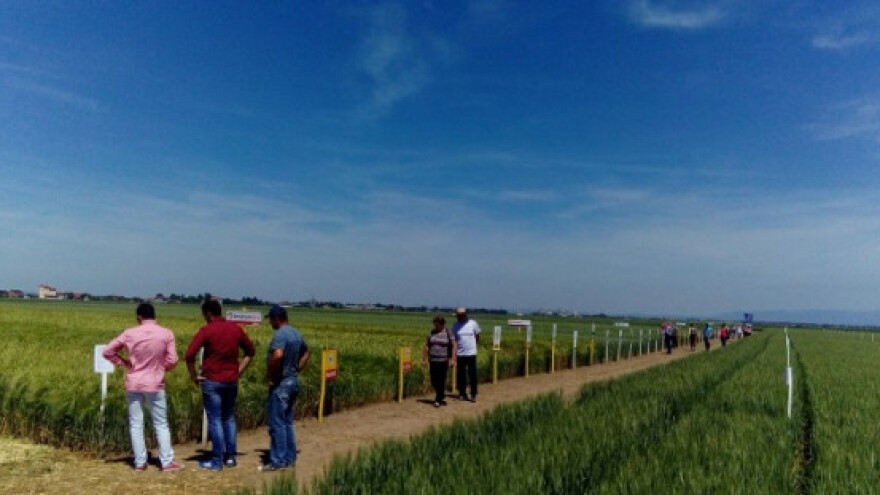 U RS više oglednih površina i zasijanih sorti