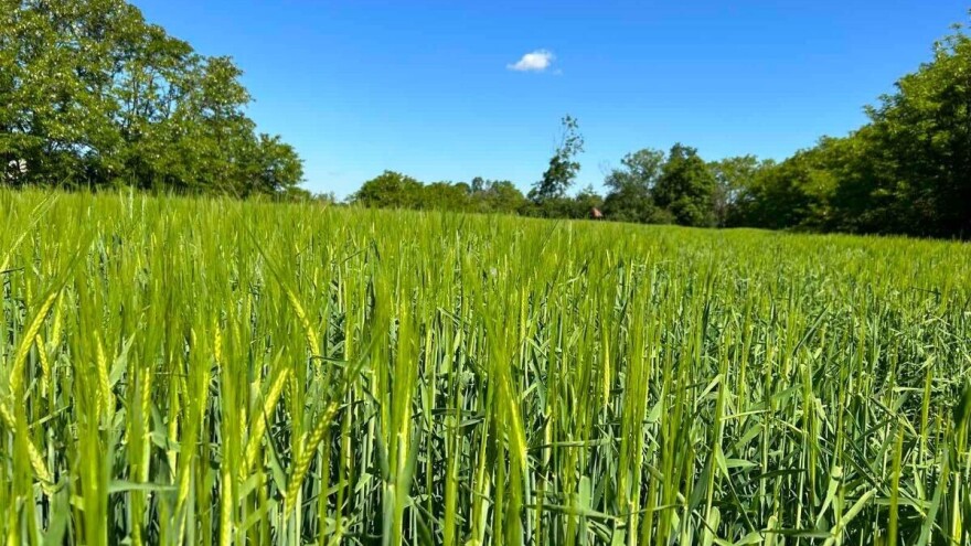 Kiše neće faliti ove sedmice, ali: "Kad maj moči, ječam ima oči"