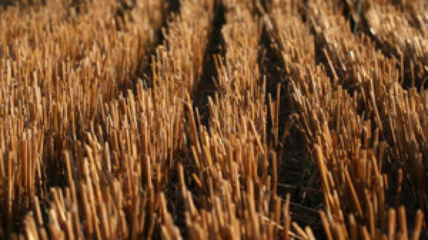 Strništa bez korova