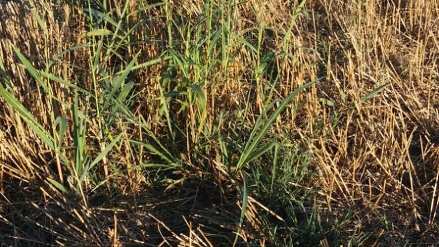 Suzbijanje korova na strništima