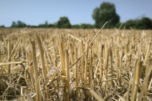 Jeste li obavili prašenje strništa? Uočeni su korovi, reagujte na vrijeme