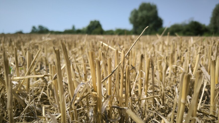 Jeste li obavili prašenje strništa? Uočeni su korovi, reagujte na vrijeme