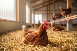 Stroga pravila Europske unije