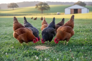 Strogo kontrolirani uvjeti na farmi peradi