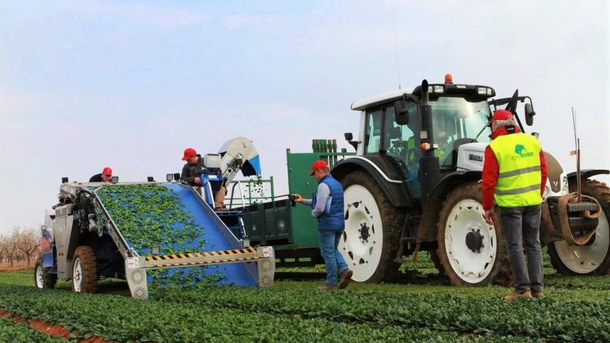 Baby povrće sve popularnije - dobilo i stroj za berbu