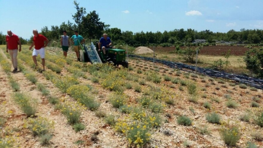 Napravio stroj za berbu smilja, potražnja velika!