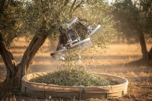 Strojevi za potrebu maslinarstva