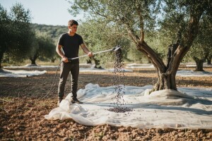 Strojevima u berbu maslina