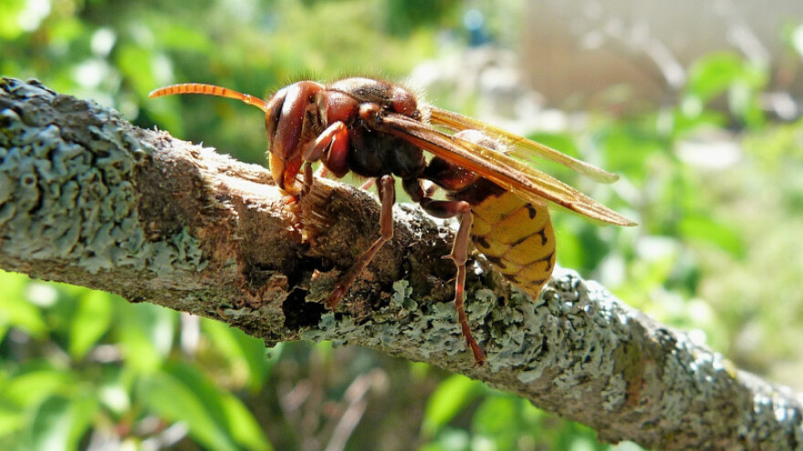 Vatrogasci imaju pune ruke posla zbog stršljena