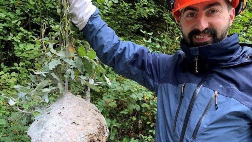 Azijski stršljen stvara probleme u zapadnoj Evropi - naučnici pronašli rešenje?