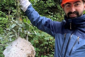 Azijski stršljen stvara probleme u zapadnoj Europi - znanstvenici pronašli rješenje?