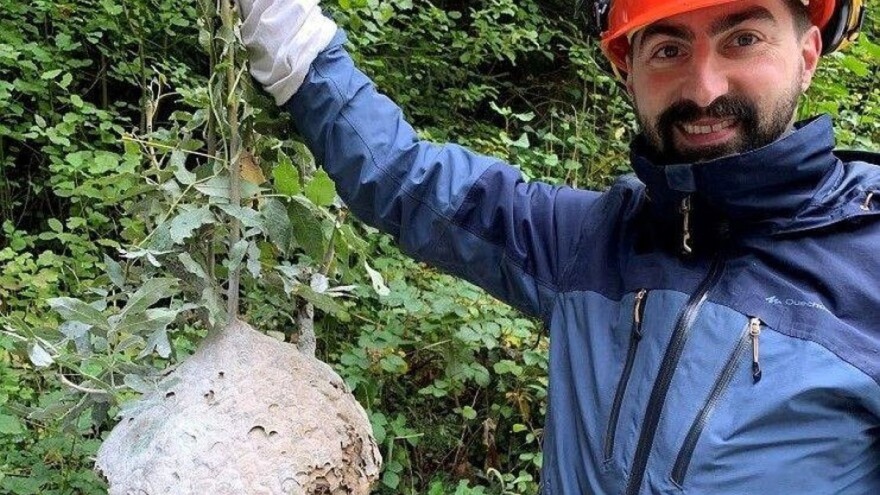 Azijski stršljen stvara probleme u zapadnoj Europi - znanstvenici pronašli rješenje?