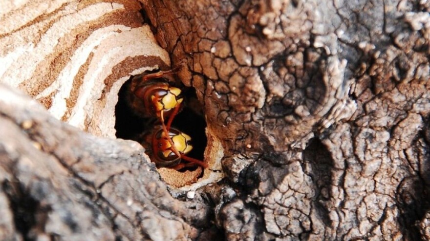 Drvoseča Radenko Mršić preživeo 67 uboda stršljenova