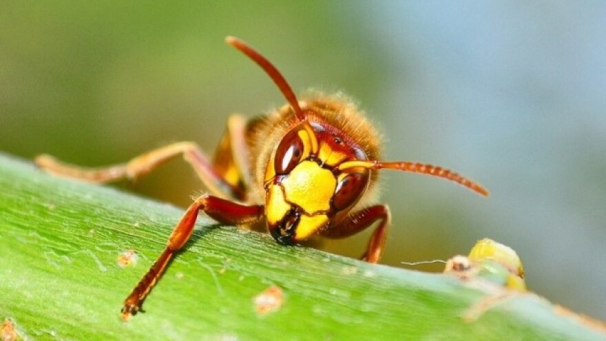 Sa stršljenima oprezno!