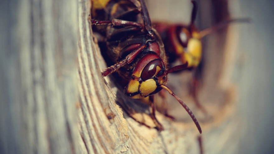 Stršljeni izboli i usmrtili nadničara u šumi