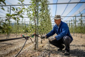 Stručni skup voćara u Zadru