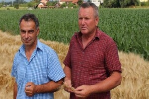 Suša će smanjiti ovogodišnje prinose?