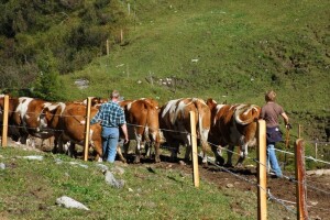 Poziv na stručno putovanje u Austriju