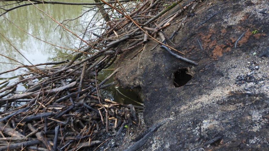 Na meti piromana i nastambe za dabrove u parku prirode?