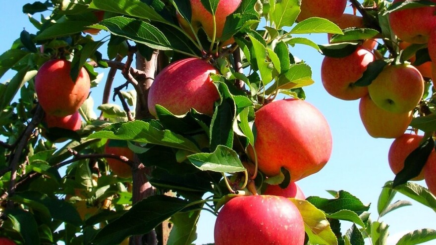Uzgoj stubastih jabuka na okućnici