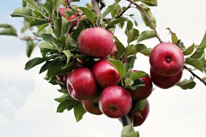 Uzgoj stupastih jabuka na okućnici