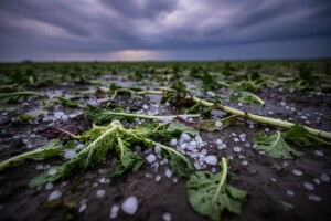 Stučeno 70 posto povrća!