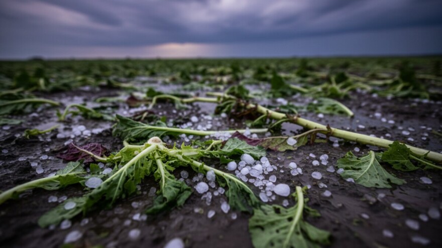 Stučeno 70 posto povrća!