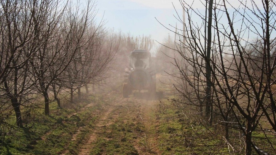 Hitno u trajnim nasadima: Zaštitite maslinu od raka i vinovu lozu od gljivičnih bolesti