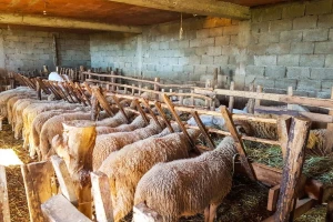 Ranko Radovanović vlasnik je najveće farme ovaca u Toplici