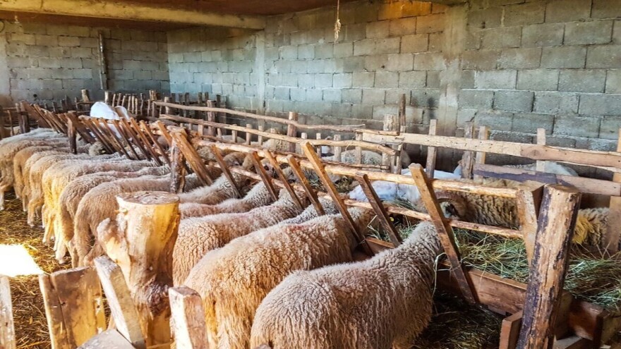 Ranko Radovanović vlasnik je najveće farme ovaca u Toplici
