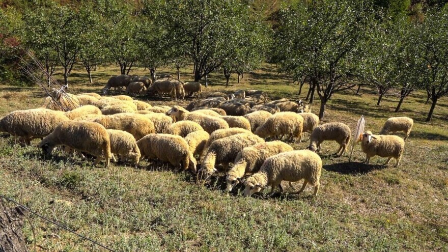 Staru kolibu na Divčibarama zamenili savremenim gazdinstvom