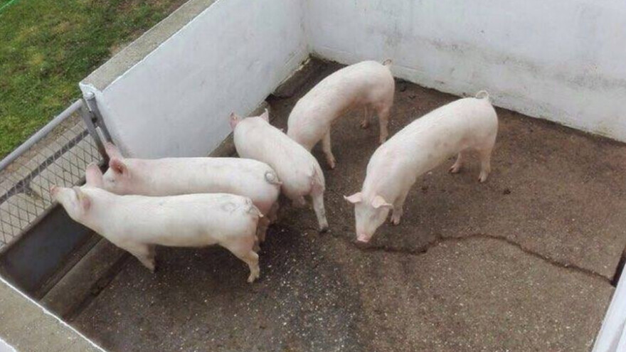 Student pokrenuo biznis