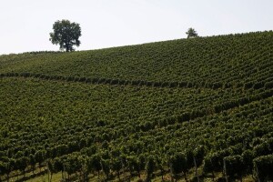 Stupnički Dvori - izvor vina i fokus razvoja