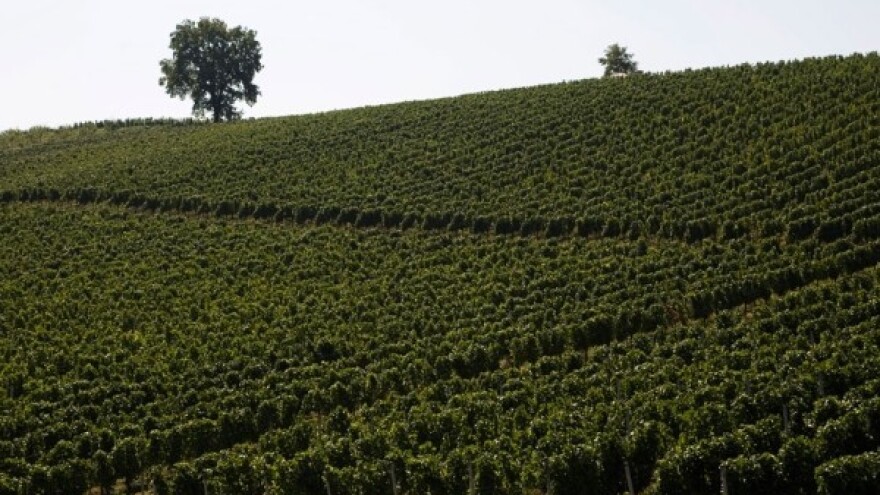 Stupnički Dvori - izvor vina i fokus razvoja