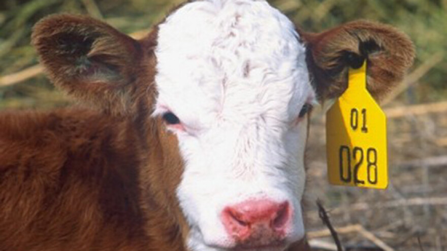 Subvencije za junad - na kraju tova