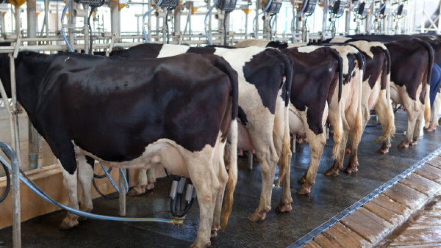 Katanić tvrdi - premije za mleko neće biti ukinute