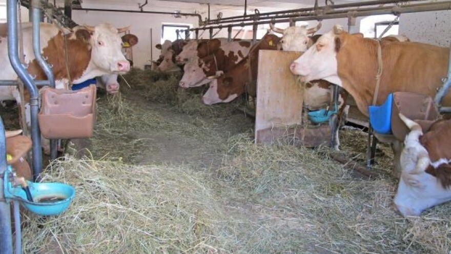 Subvensionisane junice do 15. avgusta u štalama!