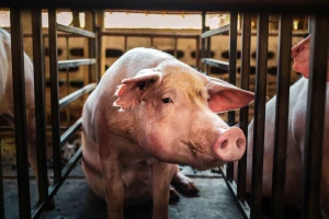Sud kaznio svinjogojca zbog nebrige o bolesnim životinjama, a žena mu veterinarka?!