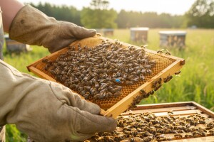 Sudjelujte u izradi nacionalnog pčelarskog programa