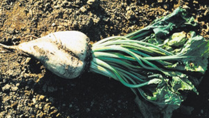 Osječko Žito korak do preuzimanja bivših IPK-ovih tvrtki