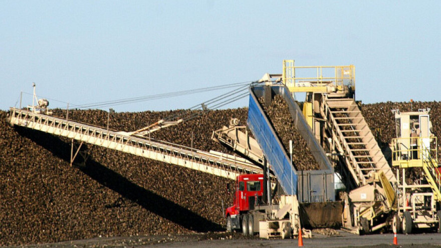 Rusija proizvela 45,2 miliona tona šećerne repe