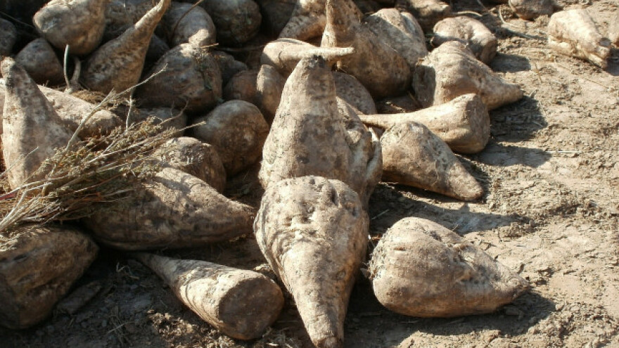 Ukidanje kvota za šećer brine proizvođače repe