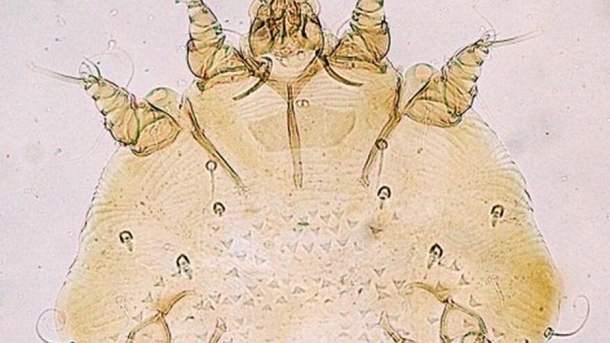 Kako protiv parazitskog oboljenja kože životinja?