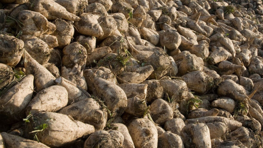 Rusija ponovila lanjski rod šećerne repe