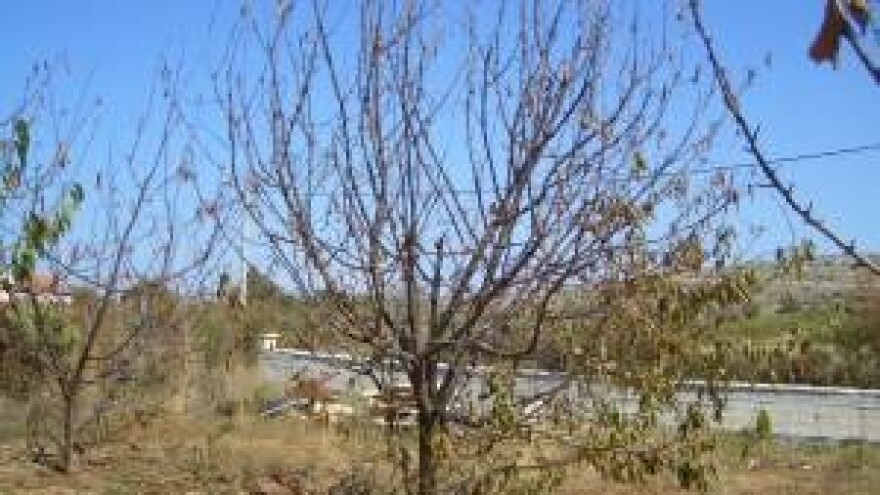 Suša uzela svoj danak