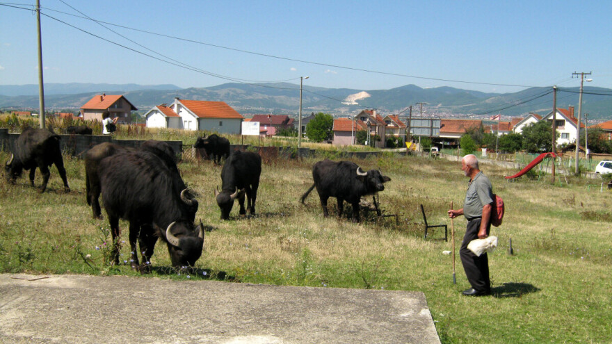Sulejman Ibraimi jedini u selu čuva bivolice