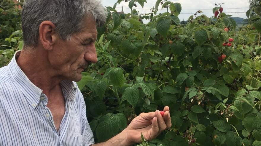 Suljo Selimović ove će godine proizvesti više od 100.000 litara organskih sokova