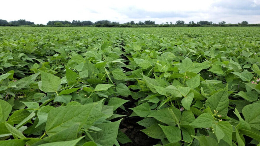 Nije svaki grah isti - kako odabrati sortu?
